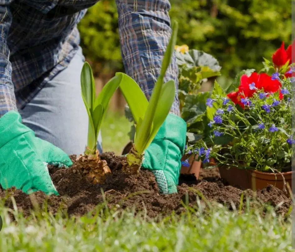 تیم متخصص امور باغبانی برای اولین بار در شهرستان|خدمات باغبانی و درختکاری|تربت‌حیدریه, پیشکوه|دیوار
