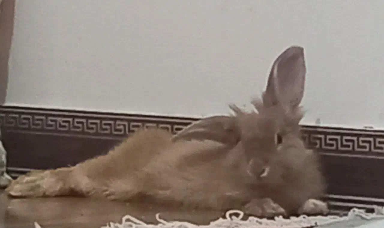 خرگوش|موش و خرگوش|ساری, |دیوار