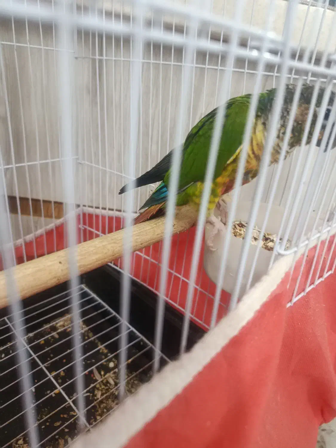 گیرینچیک|پرنده|کاشان, قطب راوندی|دیوار