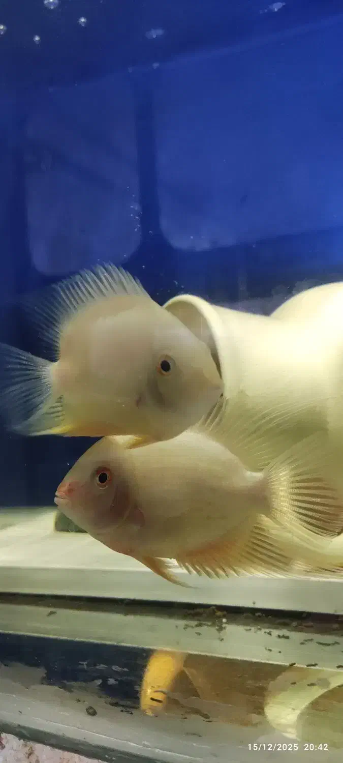 سورم زرد|ماهی|شاهین‌شهر, گرگاب|دیوار