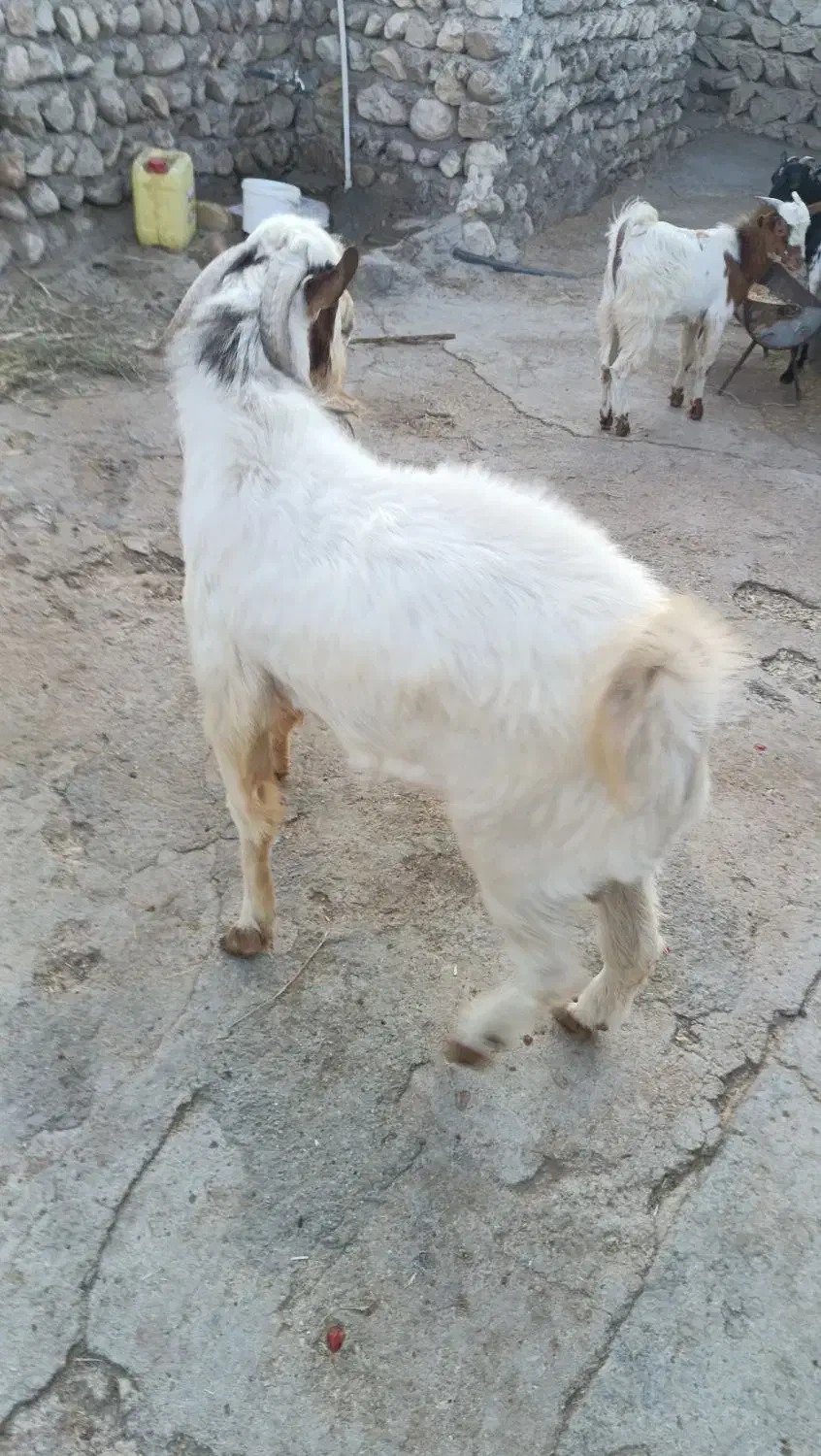 قناری|حیوانات مزرعه|رویدر, |دیوار