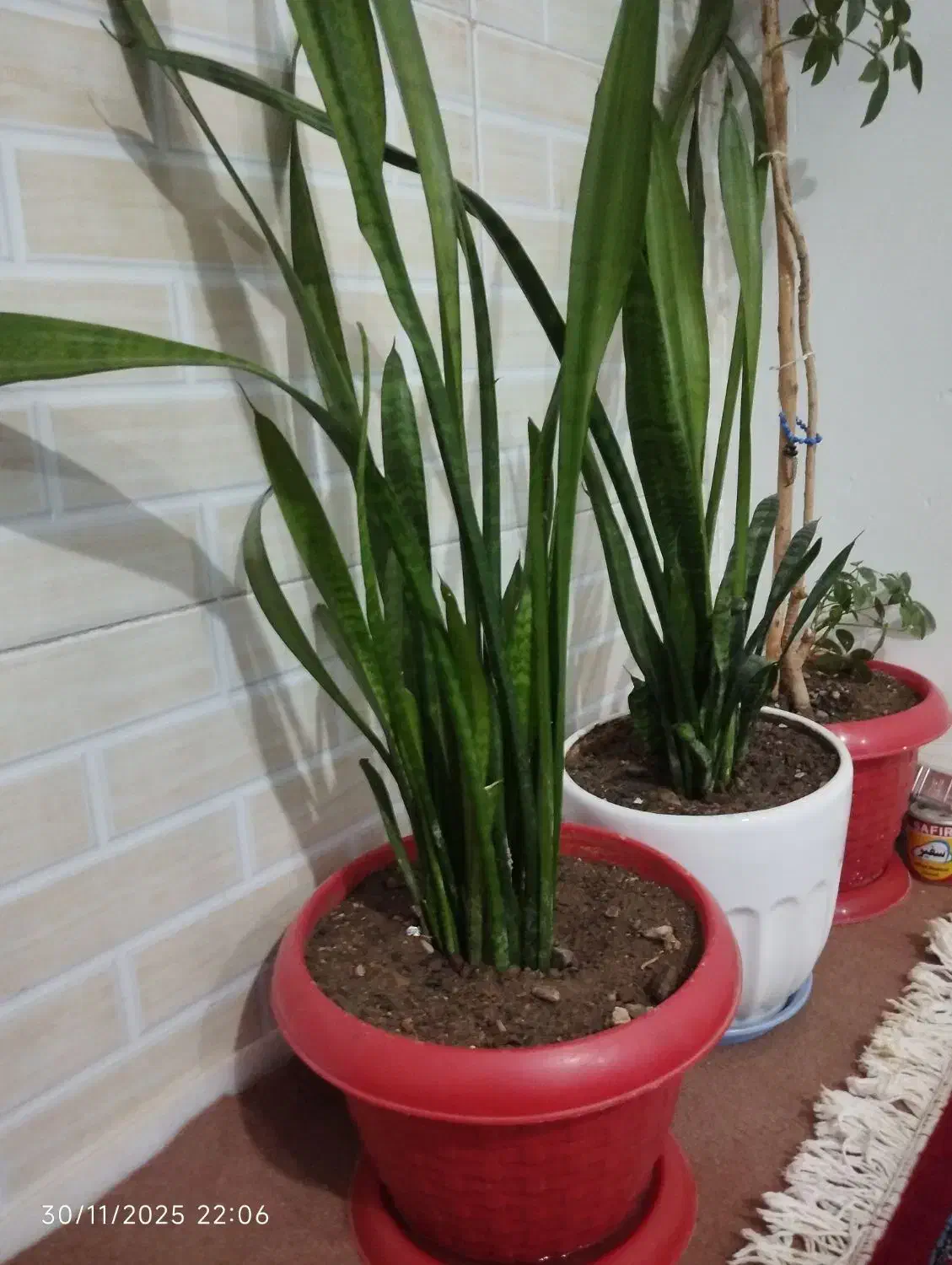 جواز شش دانگ نانوایی یارانه 2 دهگلان|فروشگاه و مغازه|دهگلان, |دیوار