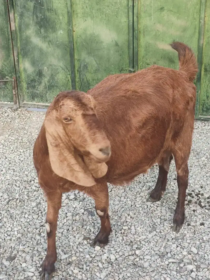 فروش ۱راس بز ابستن|حیوانات مزرعه|شیراز, داریون|دیوار