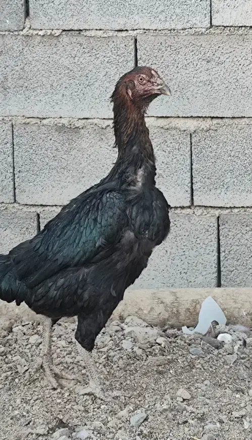 مرغ لاری و محلی|حیوانات مزرعه|سریش آباد, |دیوار