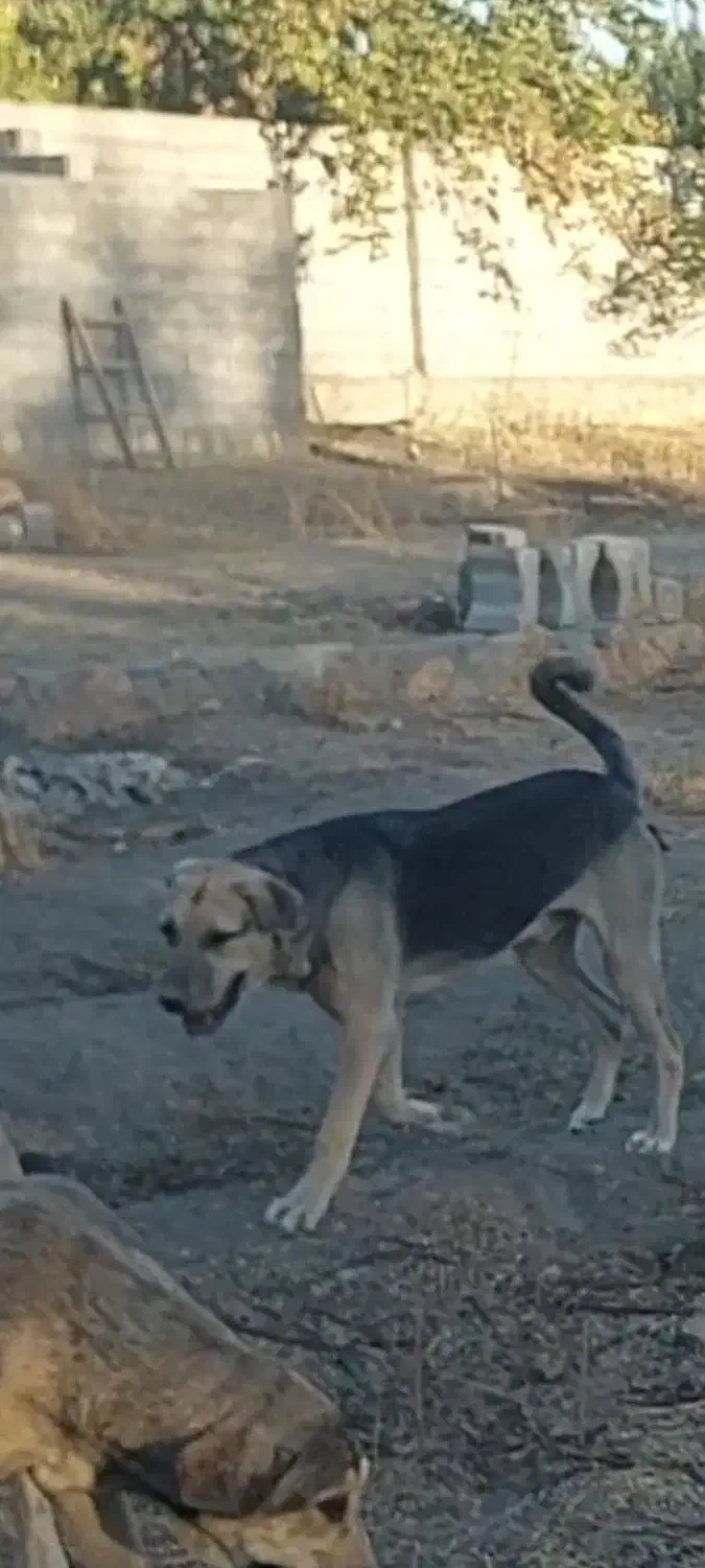 گیلاس ۸ونیم ماهه نوه چول چوله عراق|سگ|آذرشهر, |دیوار