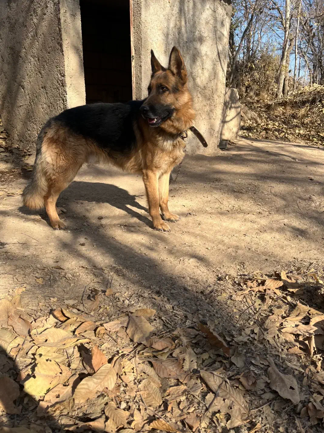 ژرمن مناسب برای باغ و ویلا|سگ|خرمدره, |دیوار