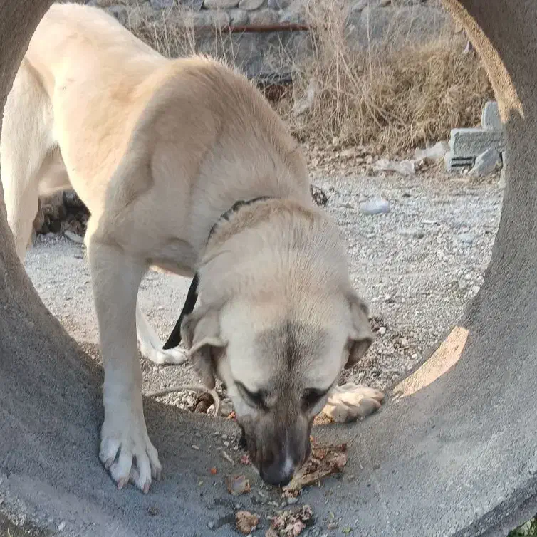 سگ  گمشده|سگ|اهر, |دیوار