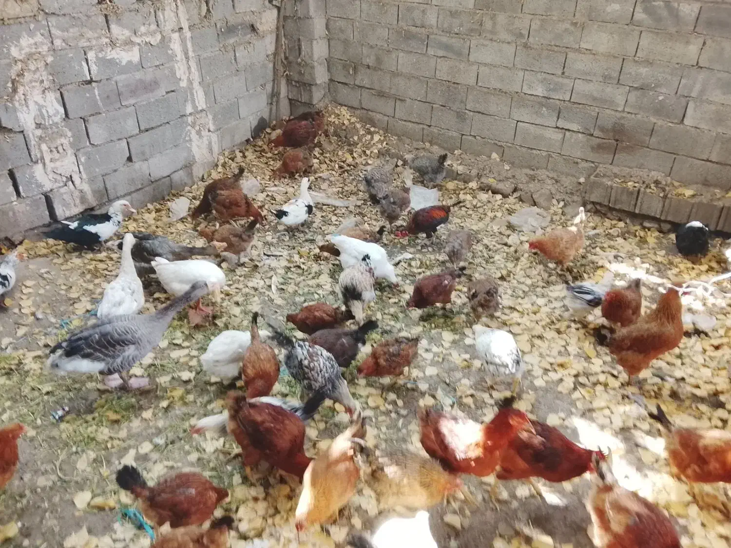 مرغ و خروس گلپایگانی|حیوانات مزرعه|آبعلی, |دیوار