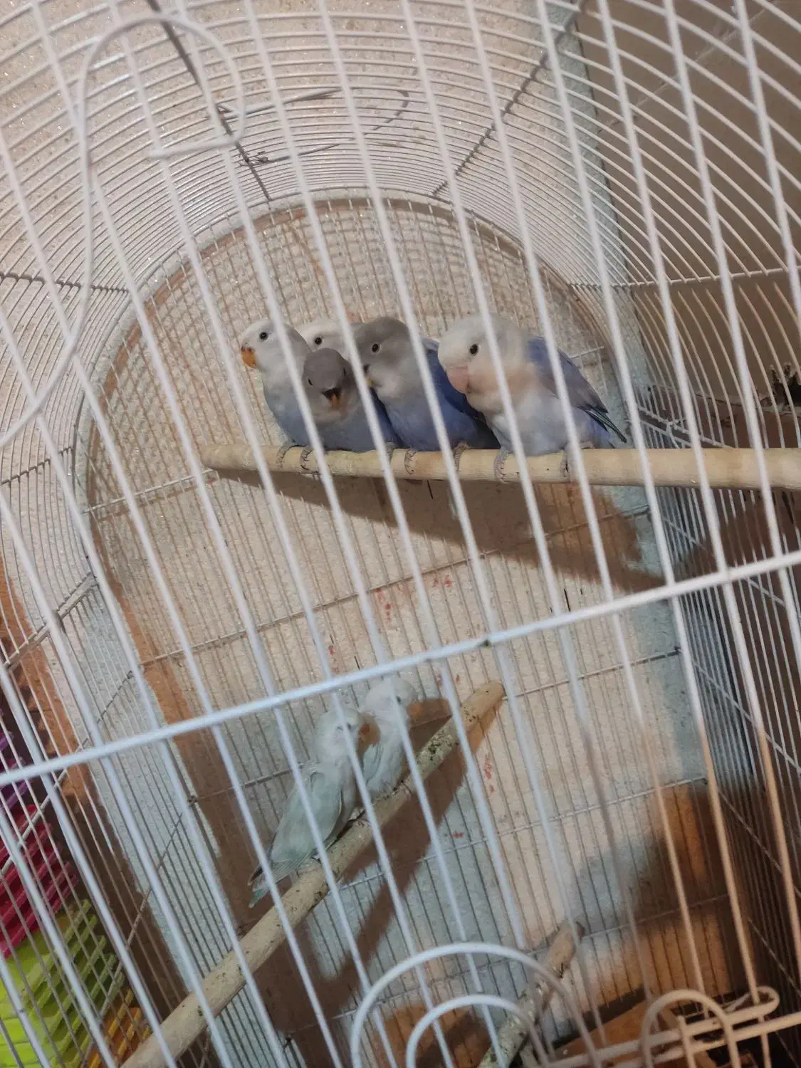 طوطی برزیلی رنگ خواص|پرنده|رشت, بازار|دیوار