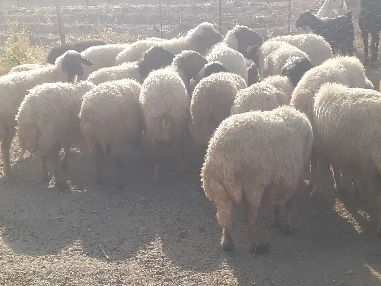 گله میش و بره ..گوسفند ابستن|حیوانات مزرعه|رومشکان, |دیوار
