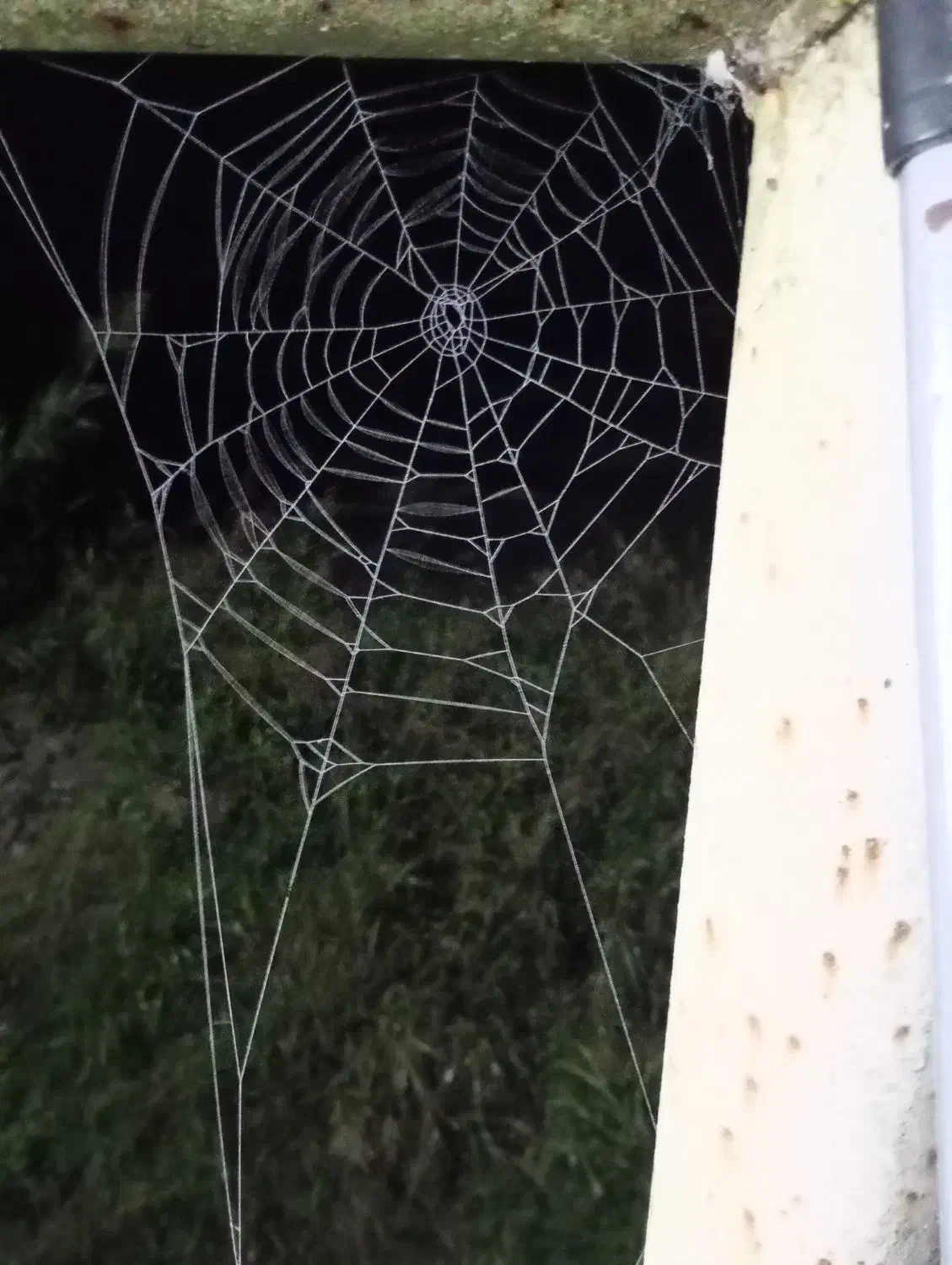 همفکری|فعالیت داوطلبانه|بندر انزلی, گلسرخ|دیوار