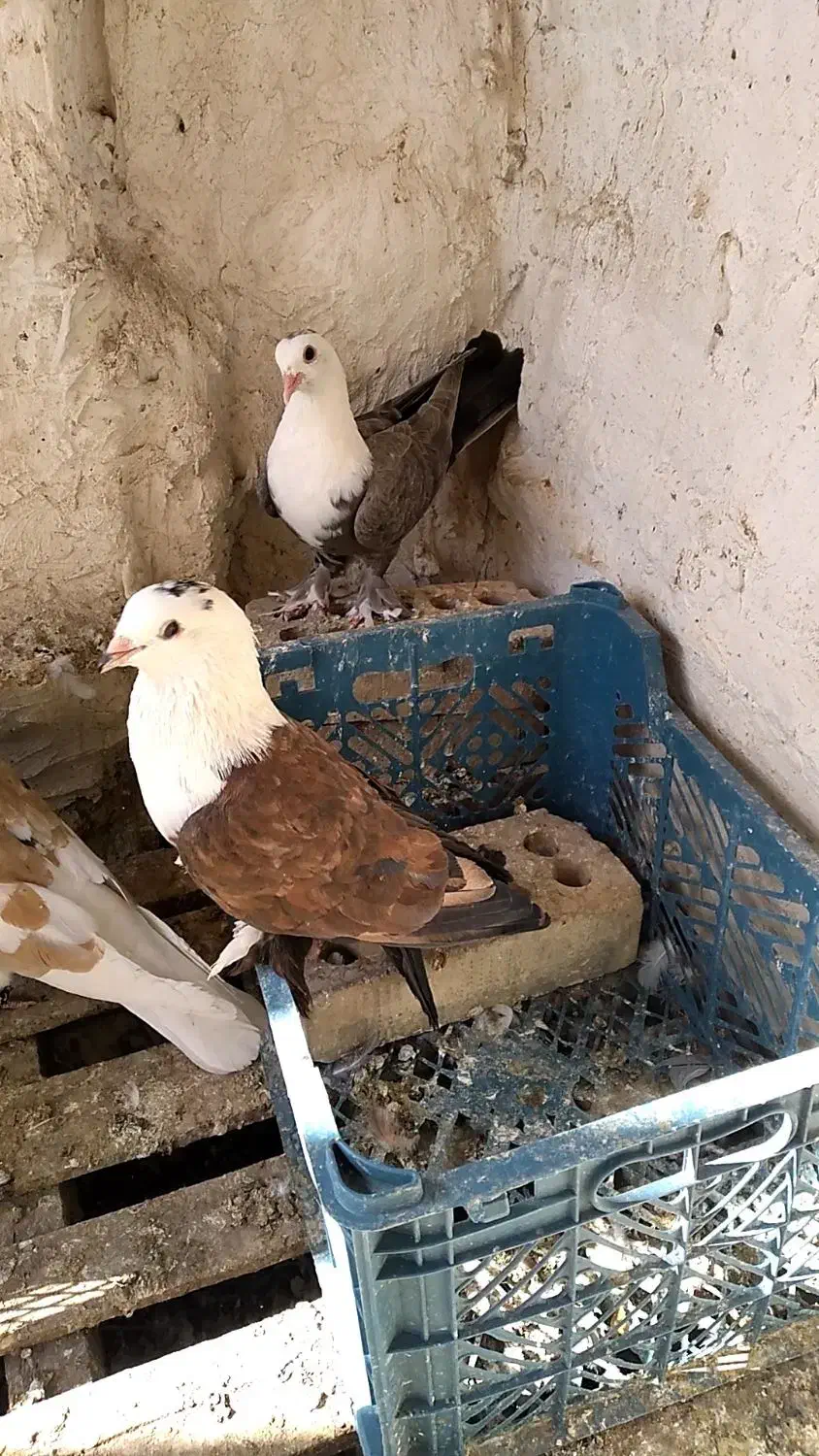 کله سفید|پرنده|اهواز, دغاغله|دیوار
