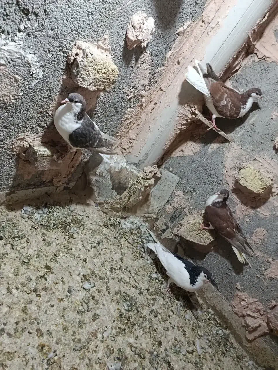 کبوتر|پرنده|سبزوار, شرق کال شمالی|دیوار