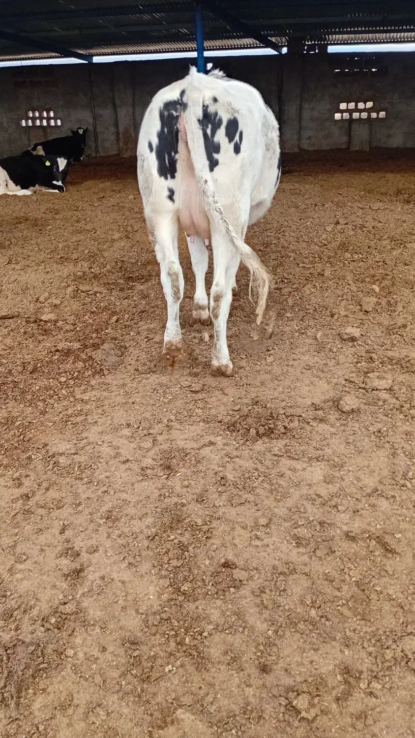 تلیسه وگاو صنعتی|حیوانات مزرعه|باخزر, |دیوار