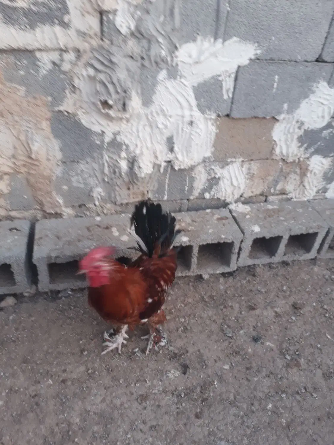 خروس دیلگونی|حیوانات مزرعه|سوق, |دیوار