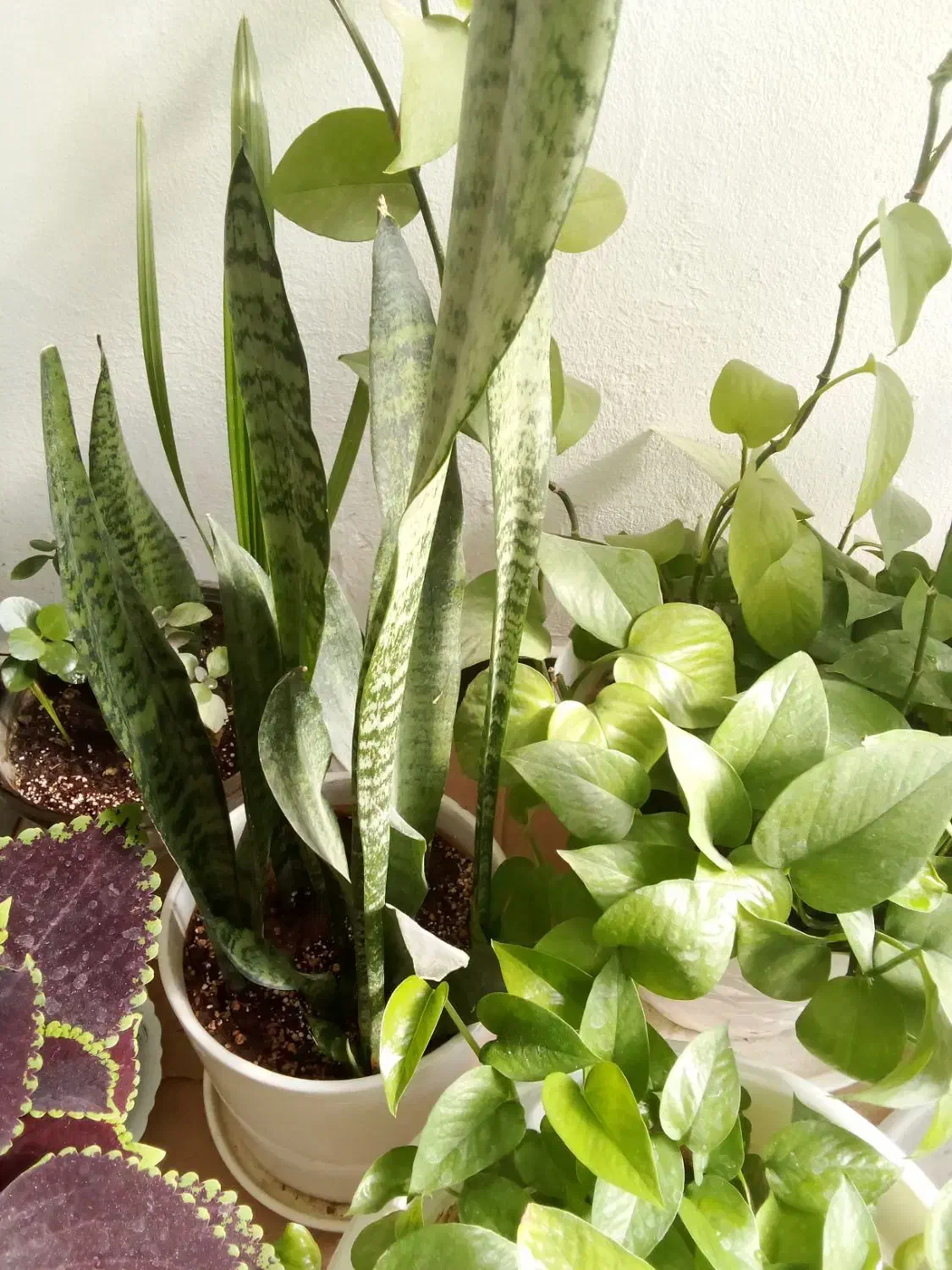 گل طبیعی|گل و گیاه طبیعی|خرم‌آباد, |دیوار