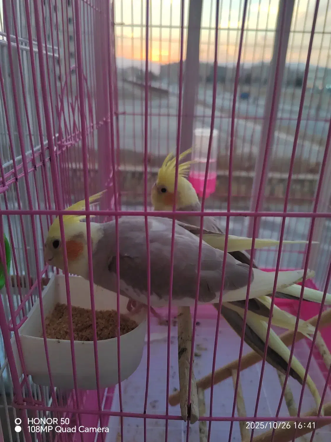 جوجه عروس هلندی ابلغ|پرنده|مشهد, موعود|دیوار