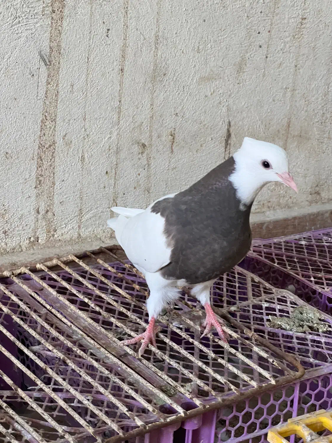 چند عدد جوجه طوقی دون خور و سه چهار بند|پرنده|خورموج, |دیوار