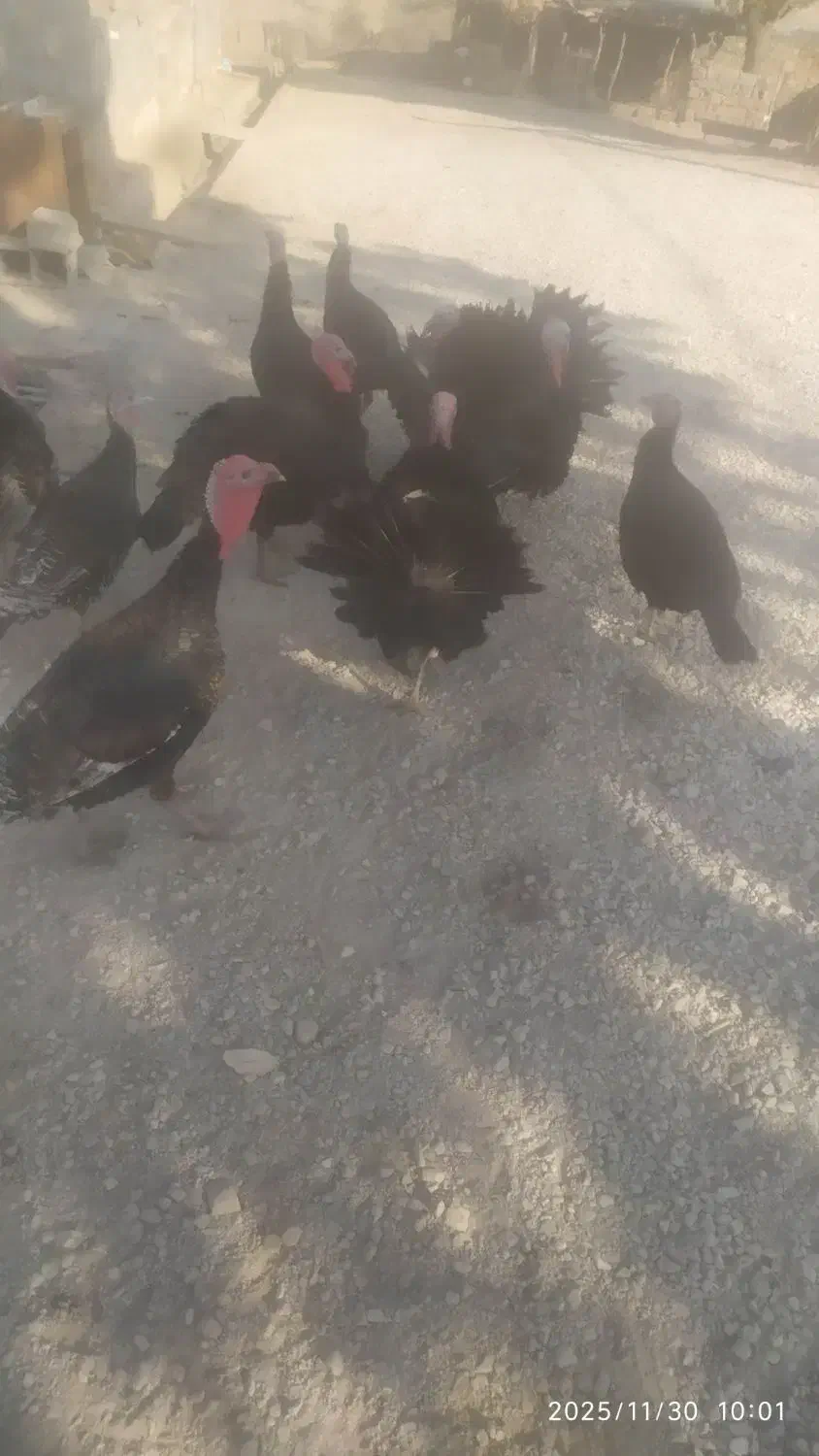 بوقلمون محلی 10 ماهه|حیوانات مزرعه|دیشموک, |دیوار