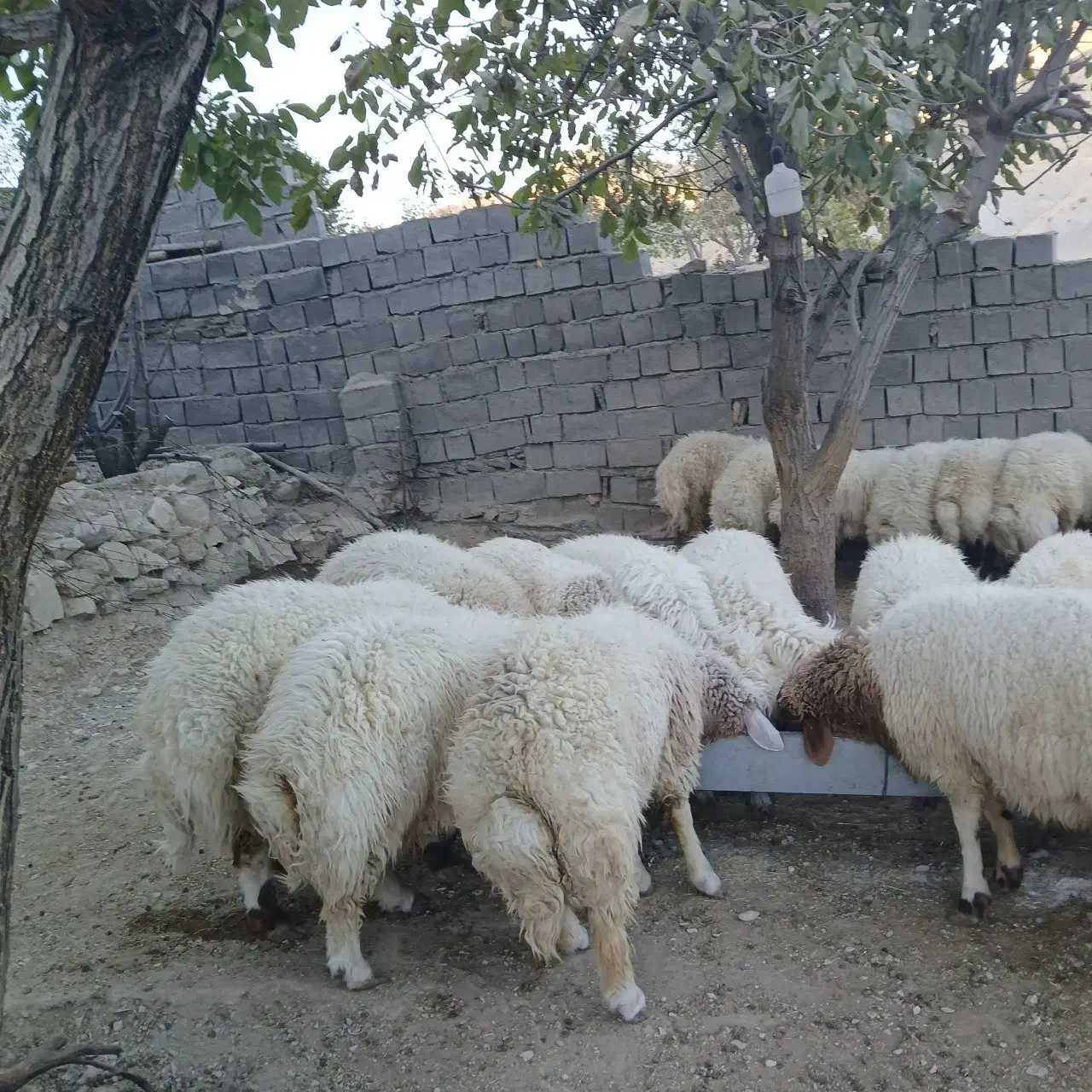 بره|حیوانات مزرعه|سیوان, |دیوار