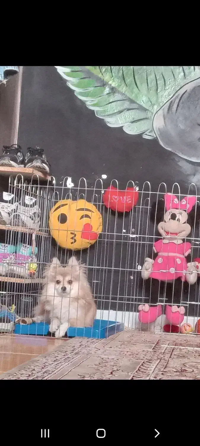 پامر روباهی|سگ|تهران, وردآورد|دیوار