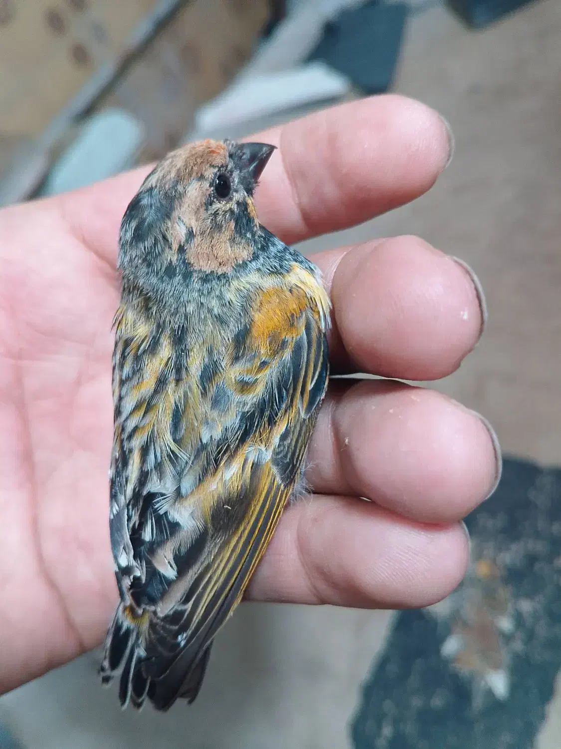 سهره وه گلبسر|پرنده|ری, صفاییه (چشمه علی)|دیوار