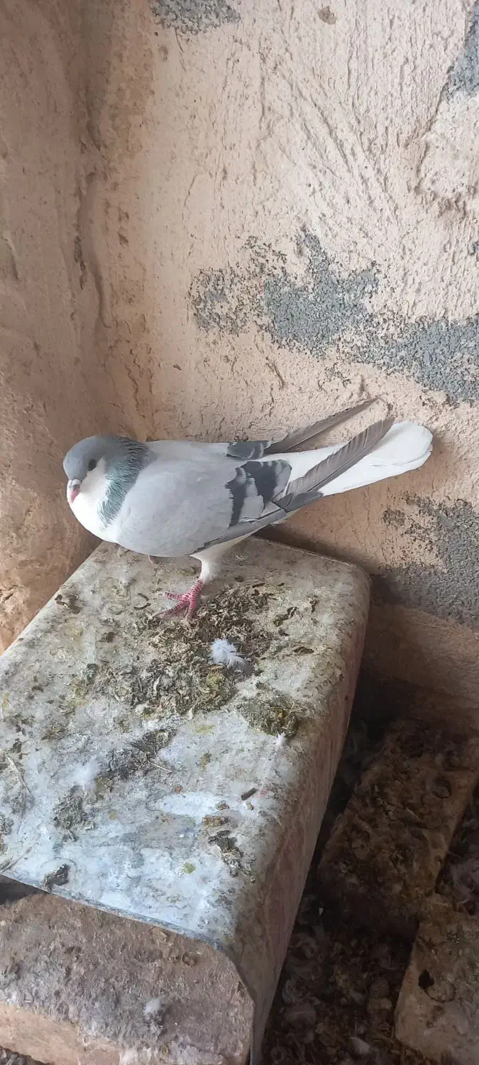 کفتر قیل سرخ کاشونی|پرنده|شهرضا, |دیوار