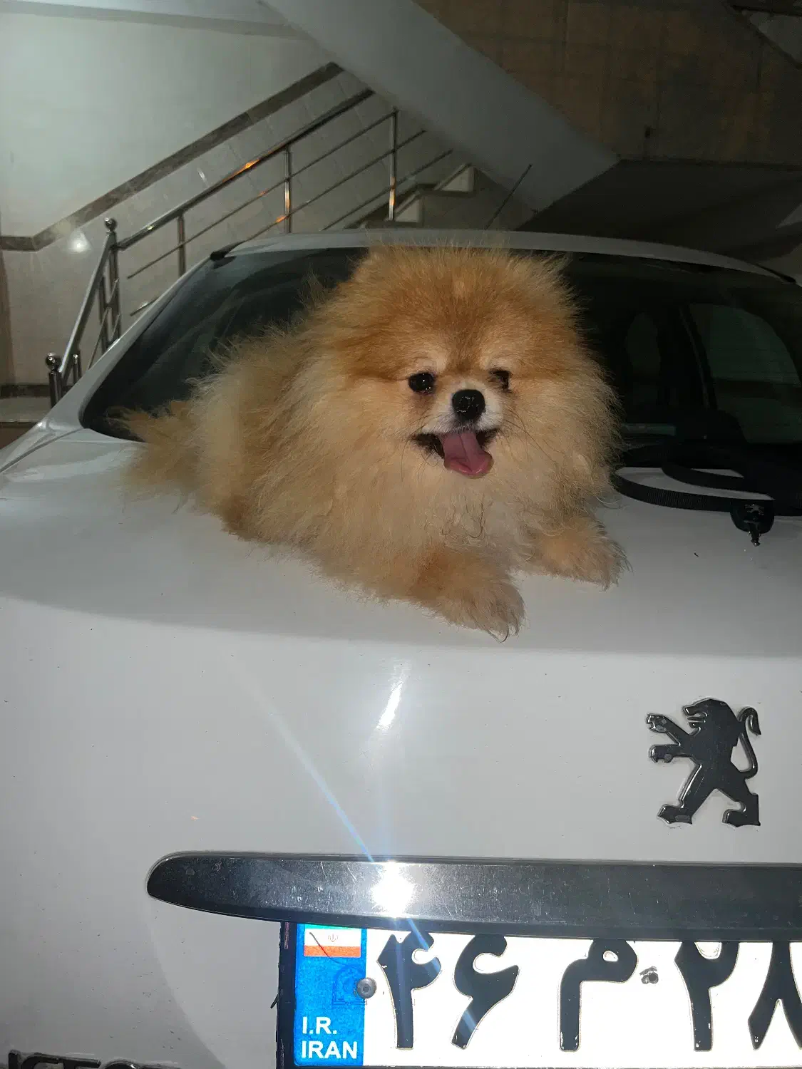 واگذاری پامرانین خرسی بو فیس|سگ|تهران, قیطریه|دیوار