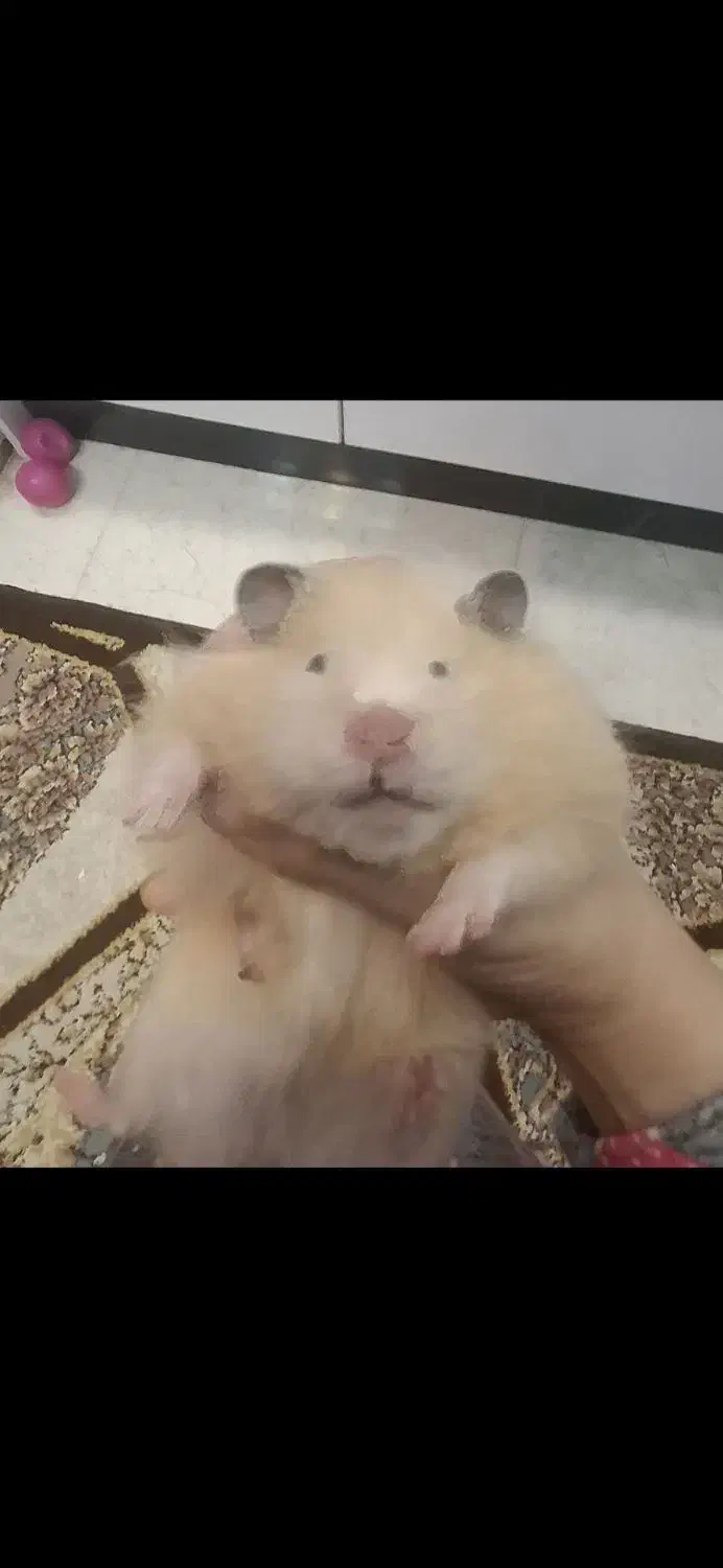 همستر|موش و خرگوش|رشت, یخسازی|دیوار