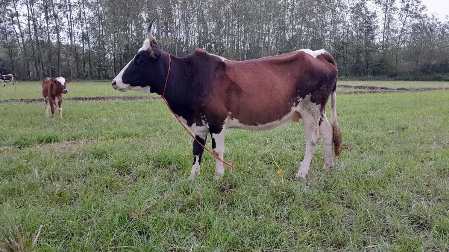 گاو گوساله حامله|حیوانات مزرعه|سنگر, |دیوار