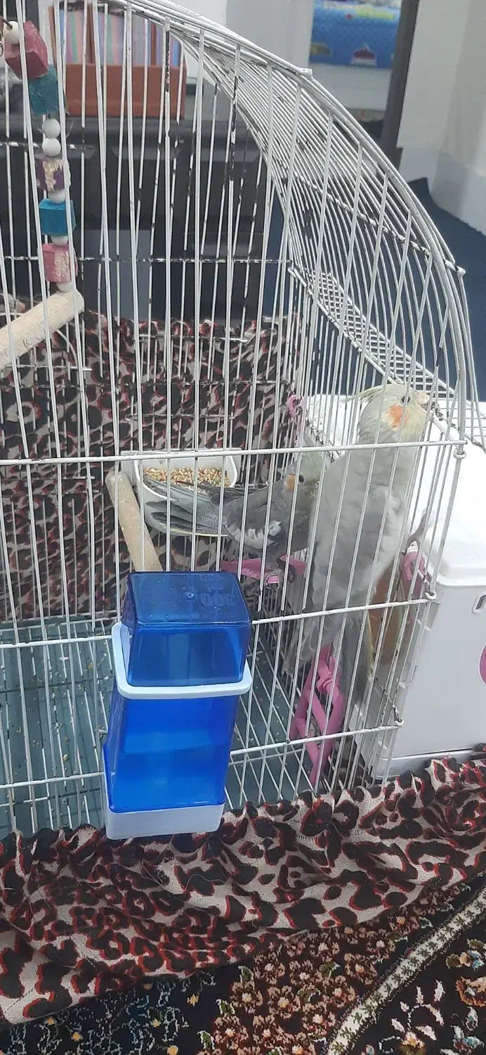 عروس هلندی|پرنده|بندر امام خمینی, |دیوار