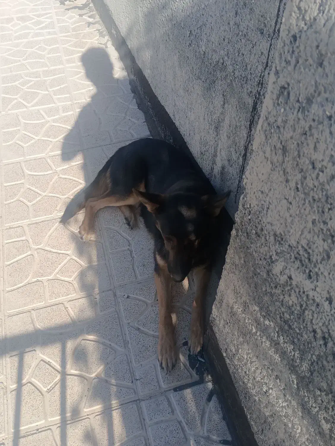 سگ ژرمن فروش یا معاوضه|سگ|دماوند, دماوند|دیوار