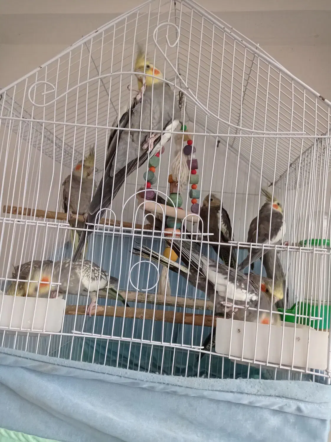 عروس هلندی بالغ نر و ماده و بچه 4ماهه|پرنده|رودسر, |دیوار