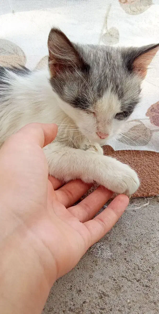 گم شده|حیوانات|خوی, |دیوار