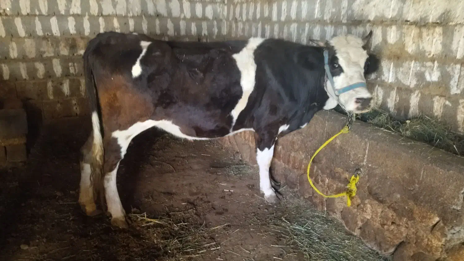 گاو سمینتال ۷ ماه آبستن با برگه تلقین|حیوانات مزرعه|سیلوانه, |دیوار