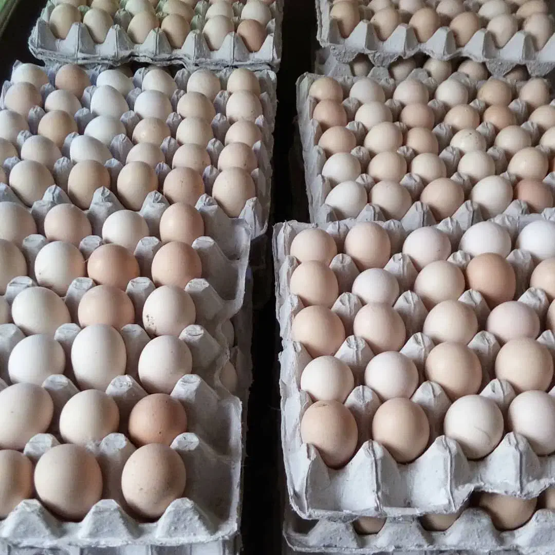 تخم مرغ محلی|عمده‌فروشی|گلپایگان, |دیوار