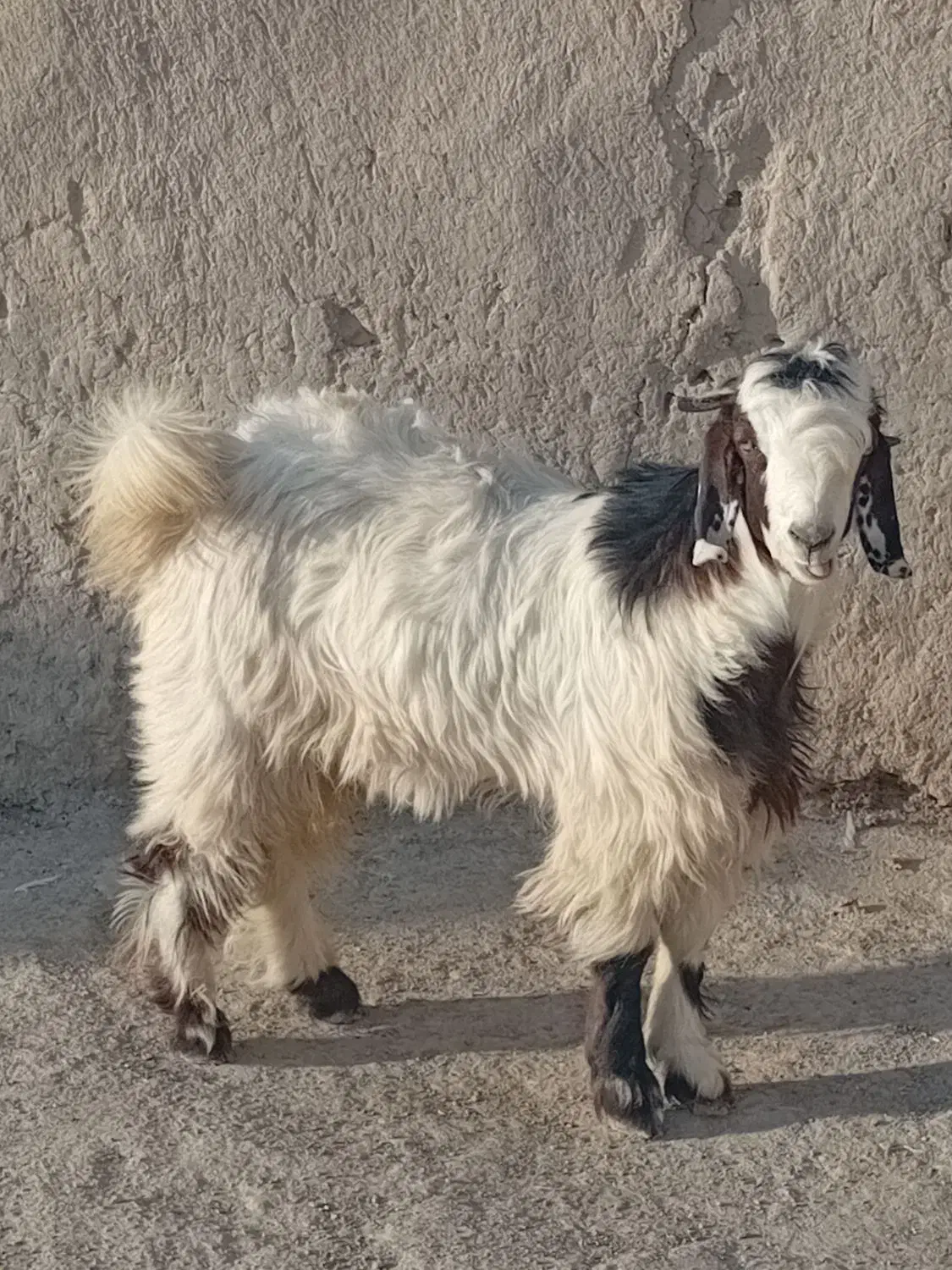 بزغاله نر چاق|حیوانات مزرعه|نیمروز, |دیوار