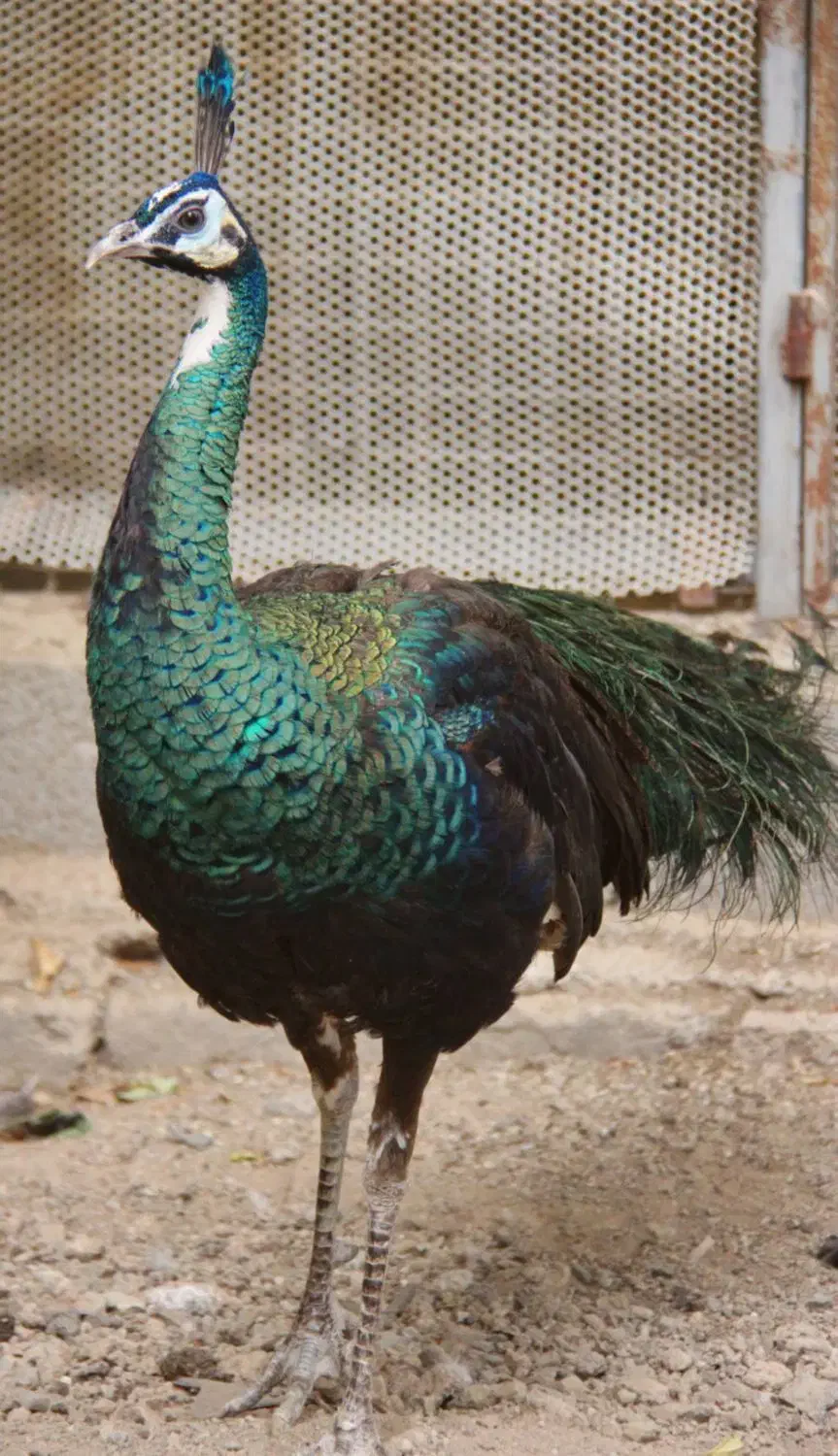 طاووس جاوا|پرنده|تهران, مدائن|دیوار