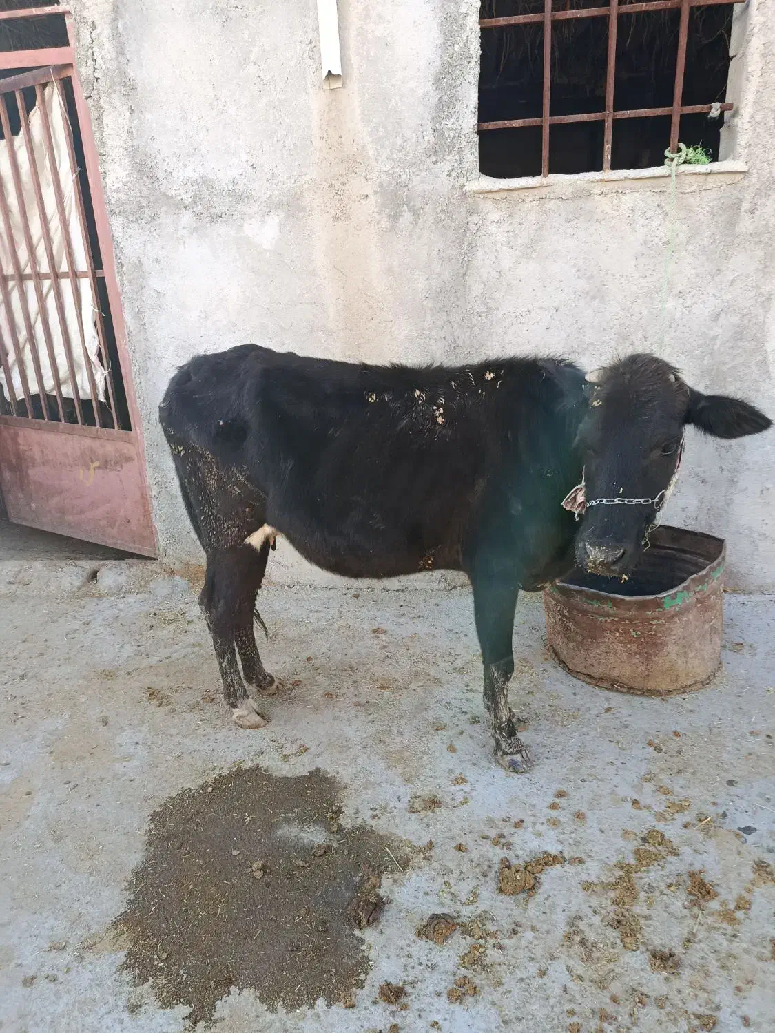 گاو گوساله|حیوانات مزرعه|کوهدشت, |دیوار