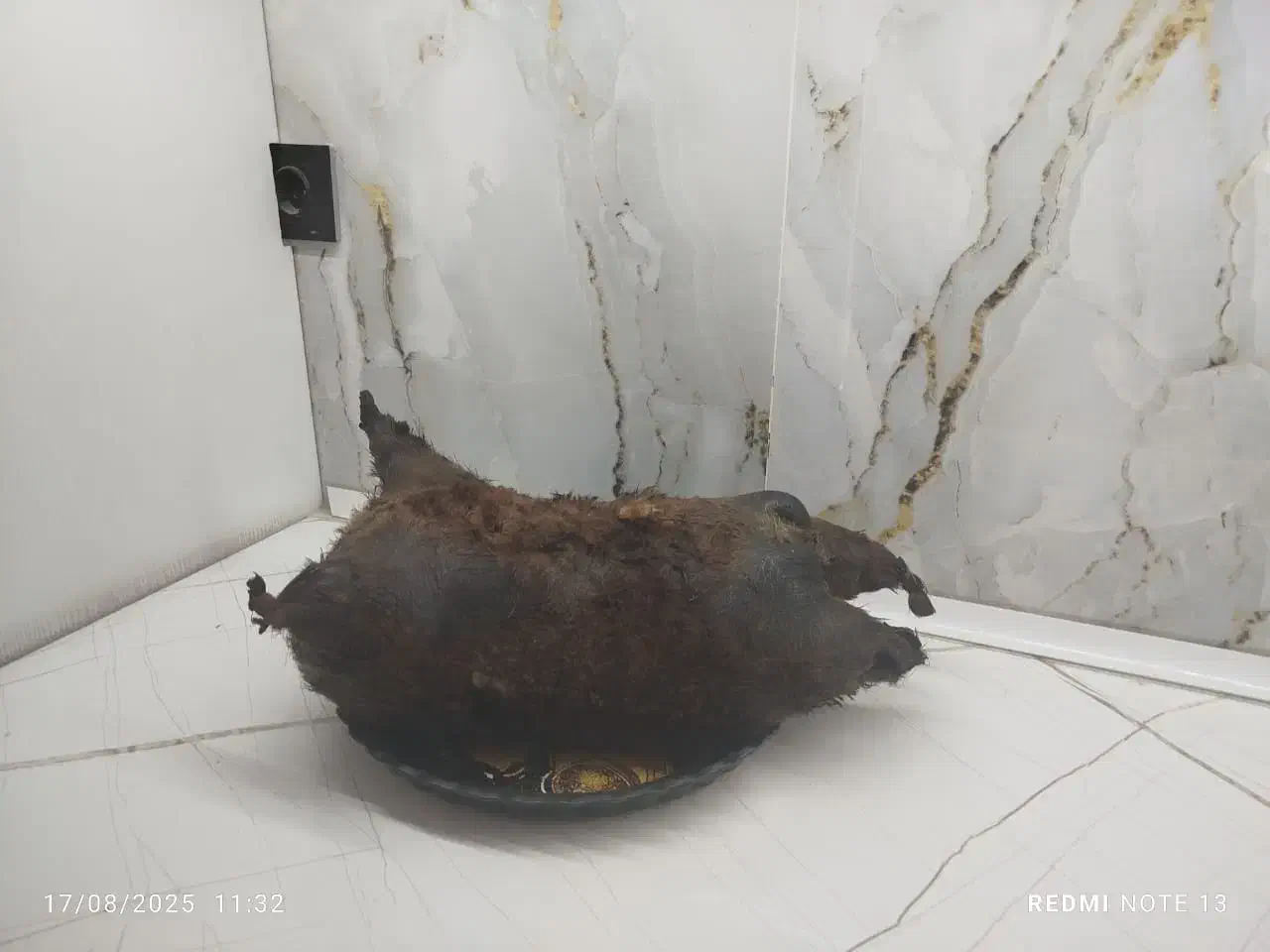 هیزه سالم و تمیز|لوازم جانبی حیوانات|کوهدشت, |دیوار