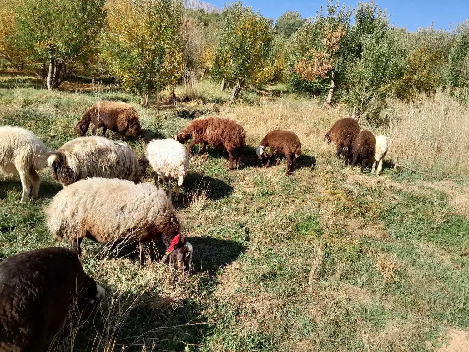 تعداد ۷عدد شیشک افشار|حیوانات مزرعه|پادنا علیا, |دیوار