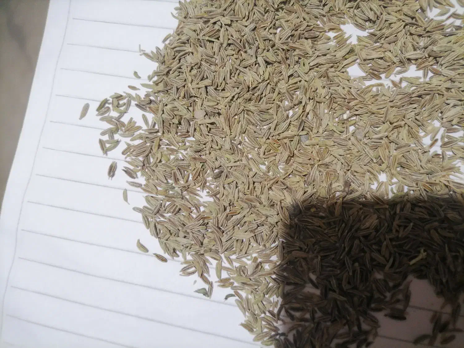 زیره سبزتمیز|خوردنی و آشامیدنی|تربت جام, معدآباد|دیوار