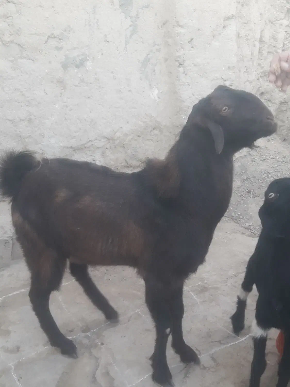 بزمری|حیوانات مزرعه|هامون, |دیوار