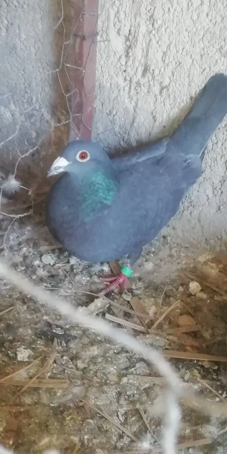 کبوتر|پرنده|شیراز, شهرک مهدیه|دیوار