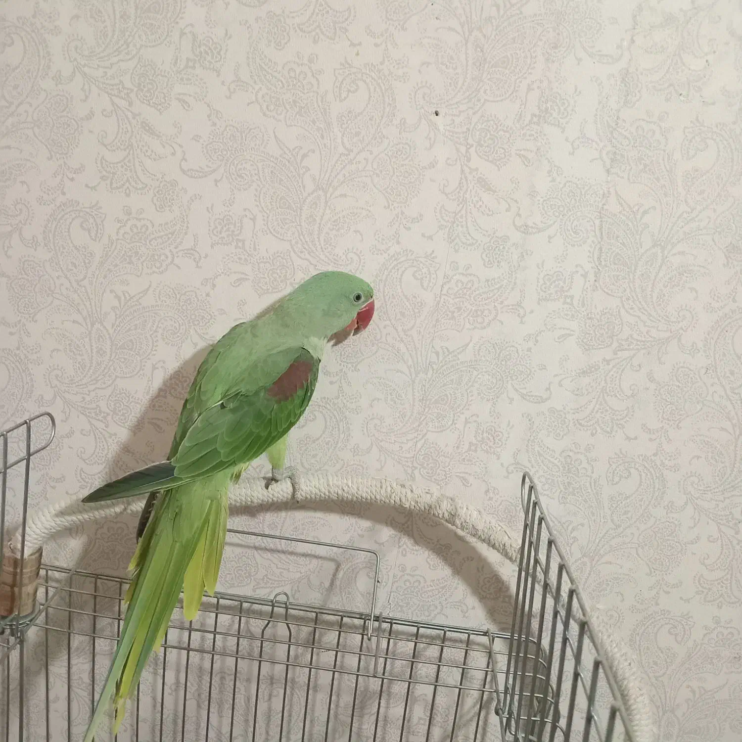 جوجه شاه طوطی|پرنده|هشتگرد, گلسار|دیوار