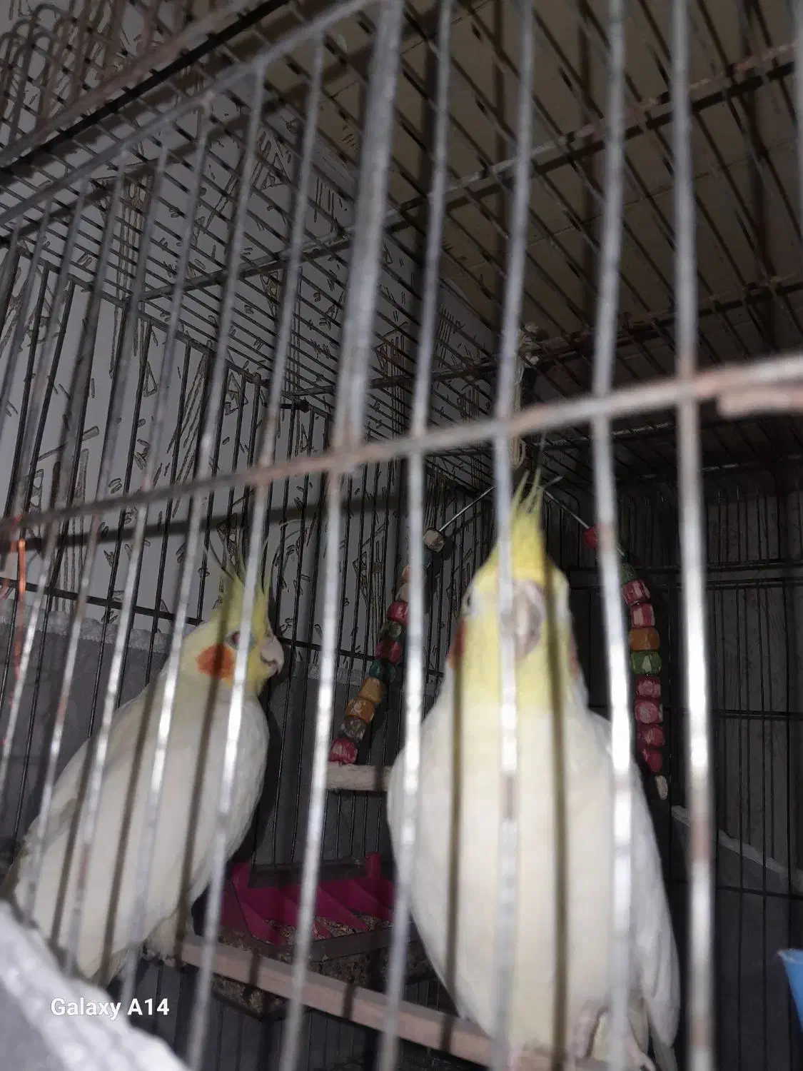 یک عدد عروس نر بفروش میرسد|پرنده|صومعه‌سرا, |دیوار