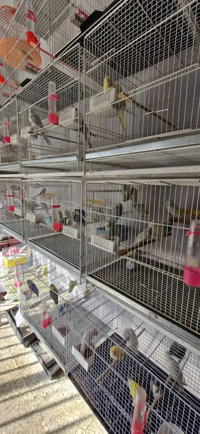 مرغ عشق|پرنده|بیرجند, |دیوار