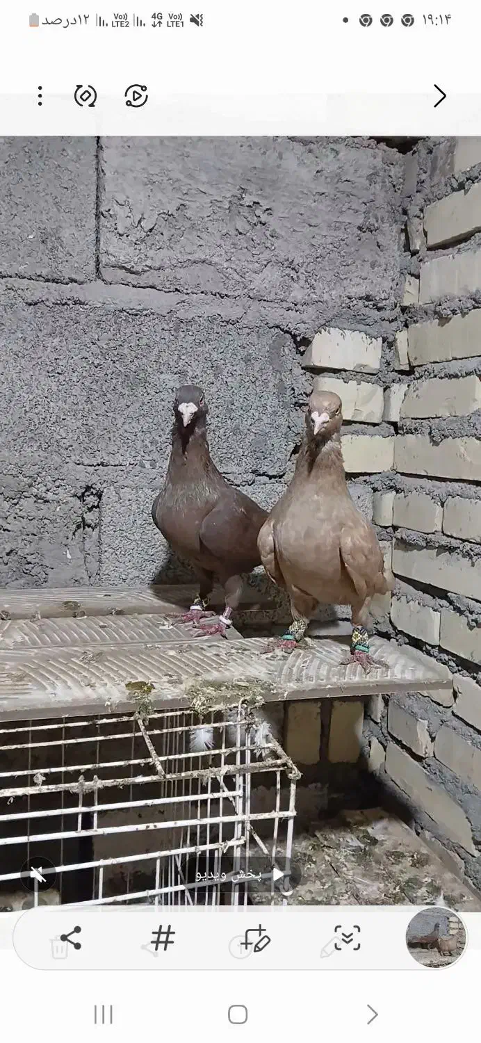 کبوتر دورگ|پرنده|شوش, |دیوار
