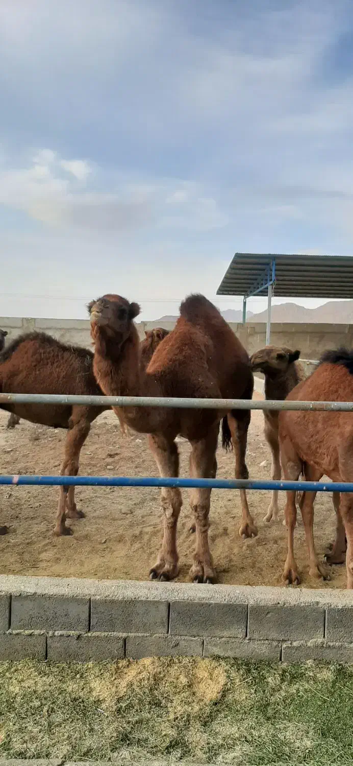 شتر برای پروار و کشتار|حیوانات مزرعه|مبارکه, |دیوار