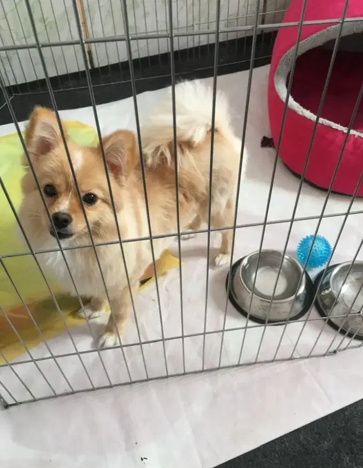 سگ پامر روباهی|سگ|شیراز, شهرک ترکان|دیوار